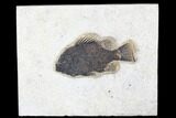 Fossil Fish (Cockerellites) - Green River Formation #179292-1